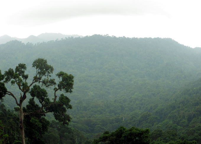 Nhiều cây gỗ to bị xẻ thịt trong khu bảo tồn ở Quảng Nam